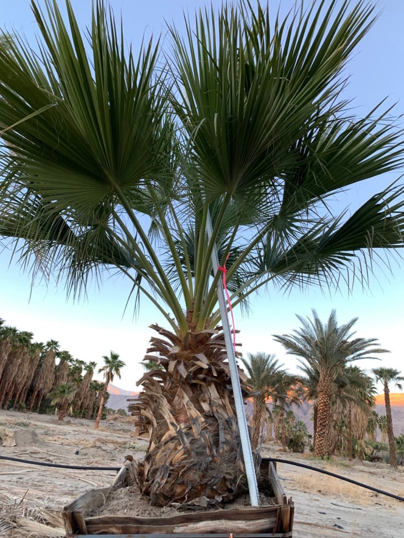 Photo for Brahea edulis (Guadalupe Palm)
