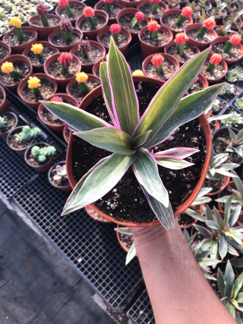 Photo for Tradescantia spathacea ‘Tricolor’ (Rhoeo spathacea ‘Tricolor’) (Variegated Moses-in-the-Boat)