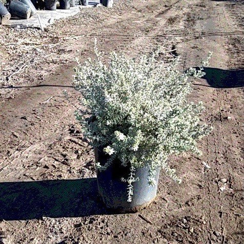 Photo for Westringia fruticosa 'Smokey' (Smokey Coast Rosemary)