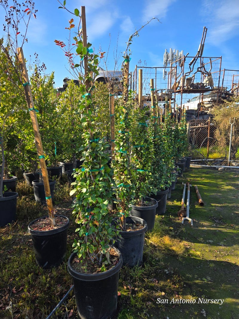Photo for Trachelospermum jasminoides (Staked) (Star Jasmine)