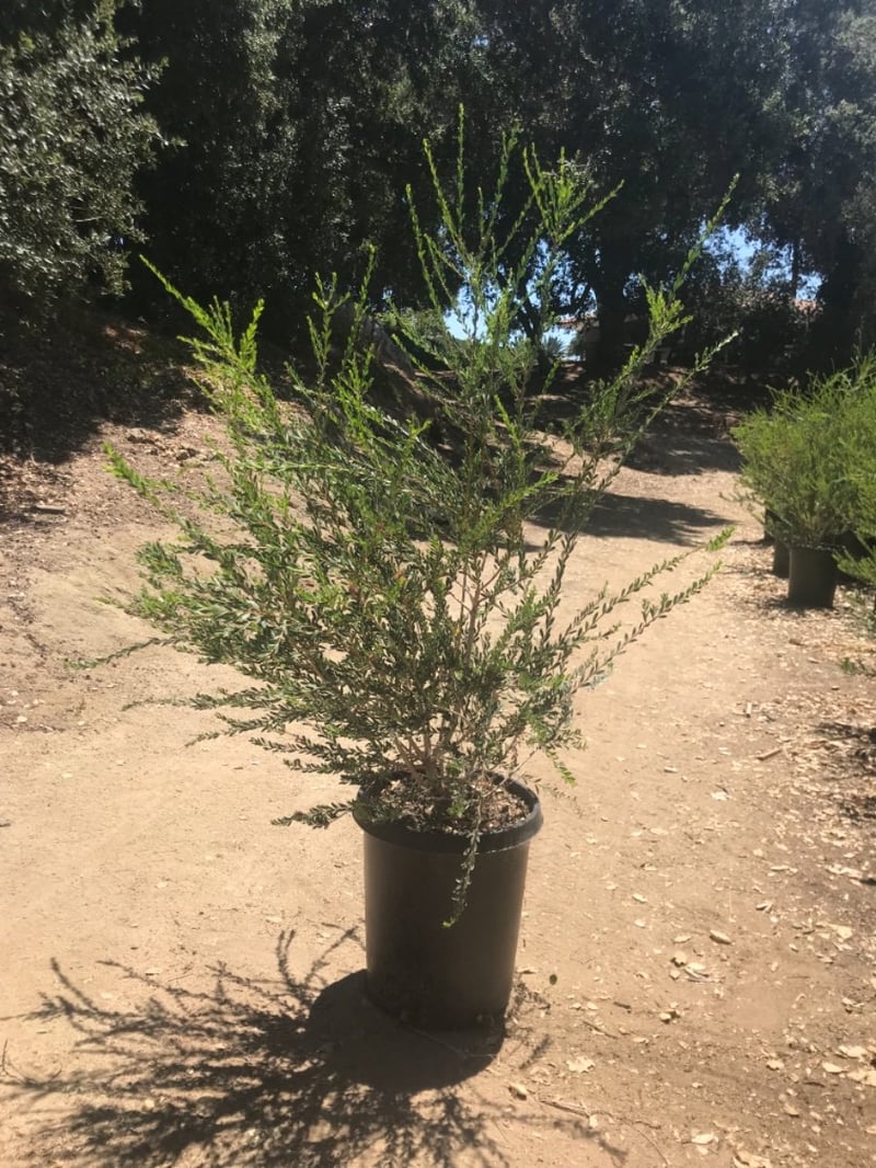 Photo for Melaleuca nesophila (Pink Melaleuca)