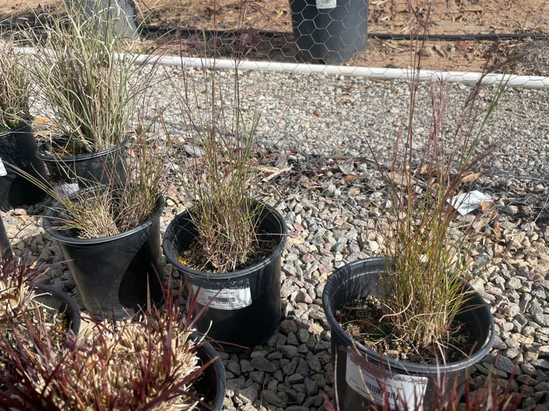 Photo for Aristida purpurea (Purple Three Awn)