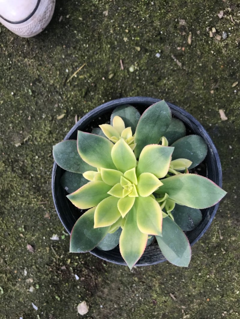 Photo for Aeonium 'Kiwi' (Kiwi Aeonium)