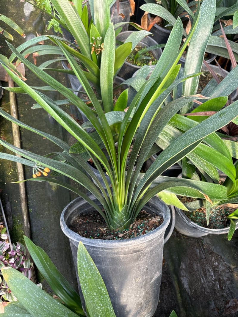 Photo for Clivia miniata 'San Marcos Yellow' (Yellow Clivia)