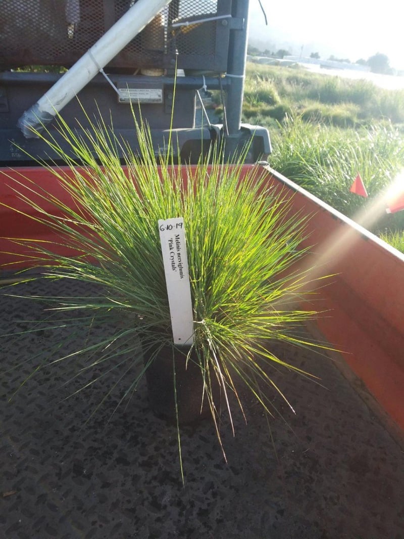 Photo for Melinis nerviglumis 'Pink Crystals' (Pink Crystals Ruby Grass)