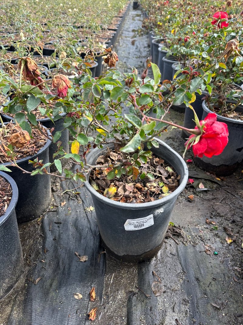 Photo for Rosa 'Iceberg Red' (Red Iceberg Rose)