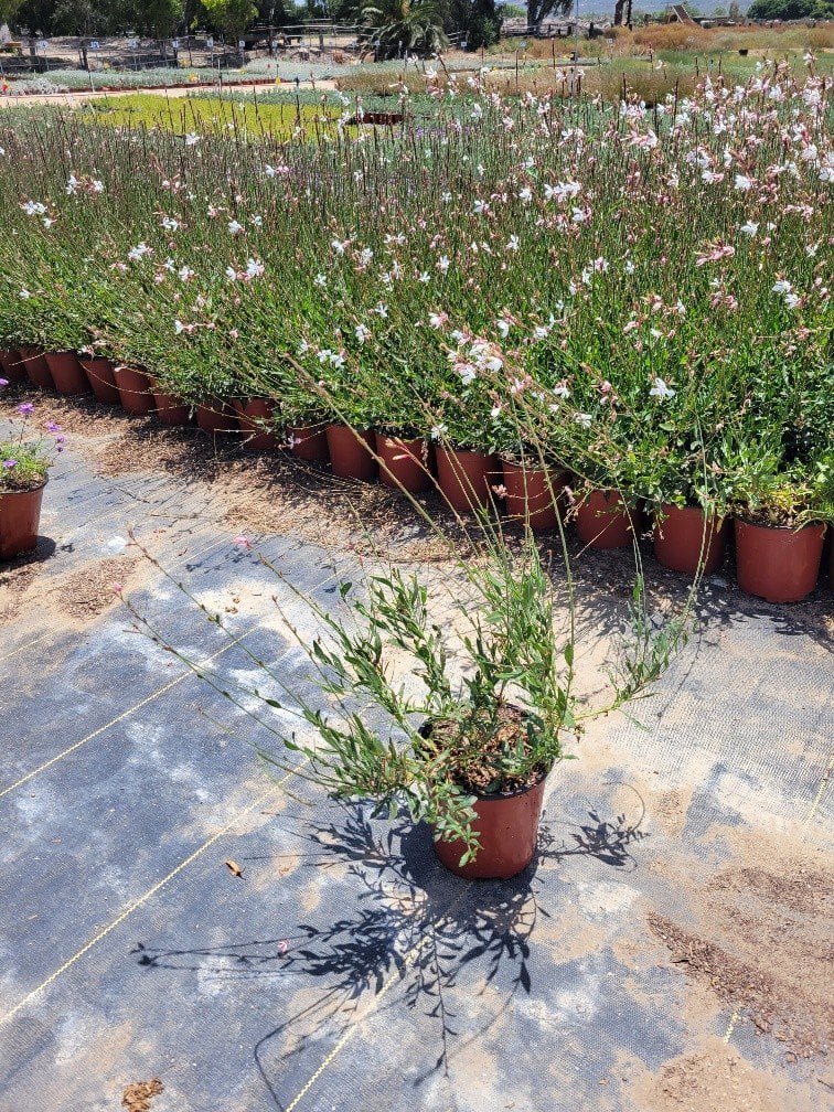 Photo for Gaura lindheimerii 'Whirling Butterflies' (Whirling Butterflies Gaura)