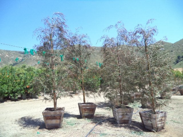 Photo for Agonis flexuosa 'Bergundy' (Standard) (Burgundy Peppermint Willow)