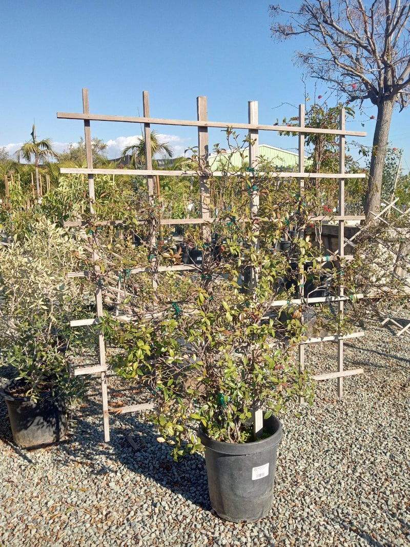 Photo for Trachelospermum jasminoides (Espalier) (Espaliered Star Jasmine)