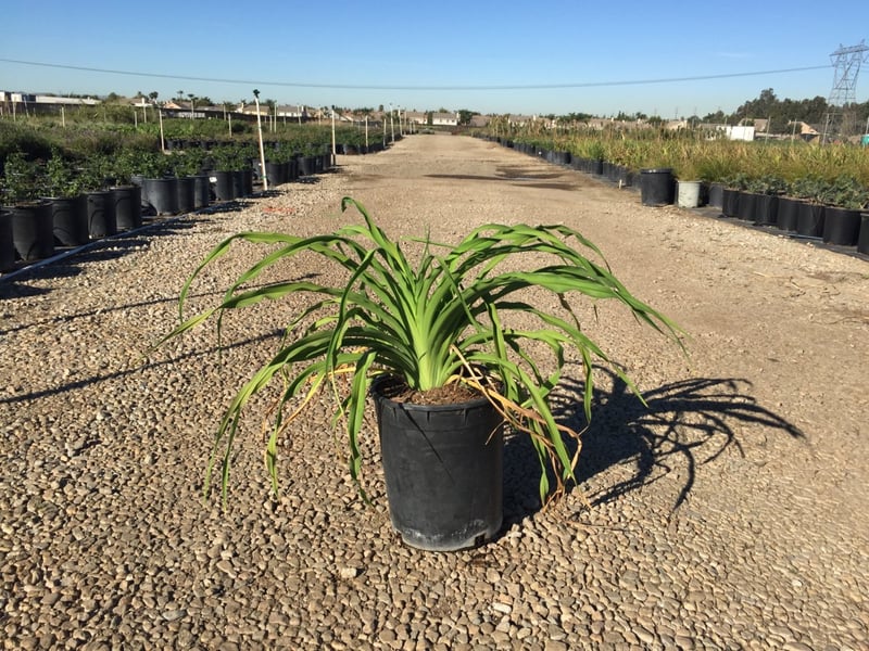 Photo for Hemerocallis hybrid 'Yellow' (Yellow Daylily)