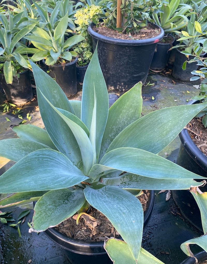 Photo for Agave attenuata 'Boutin Blue' (Boutin Blue Fox Tail Agave)