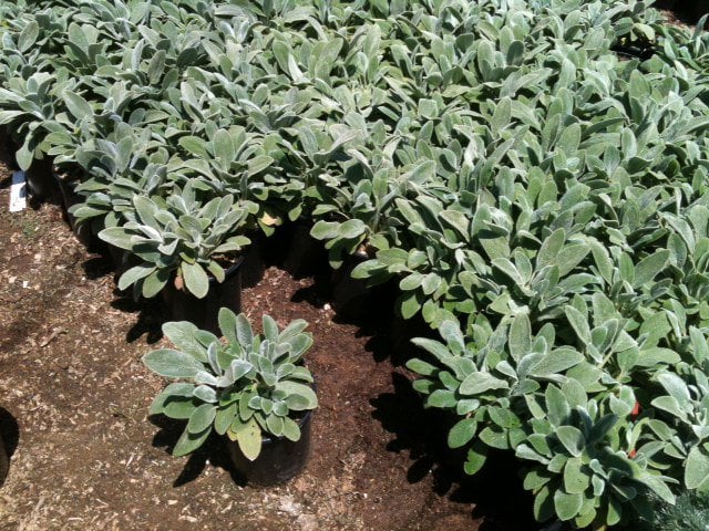 Photo for Stachys byzantina (Lamb's-Ears)
