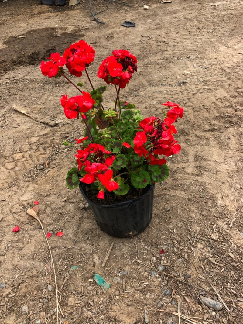 Photo for Pelargonium × hortorum 'Red' (Red Zonal Geranium)