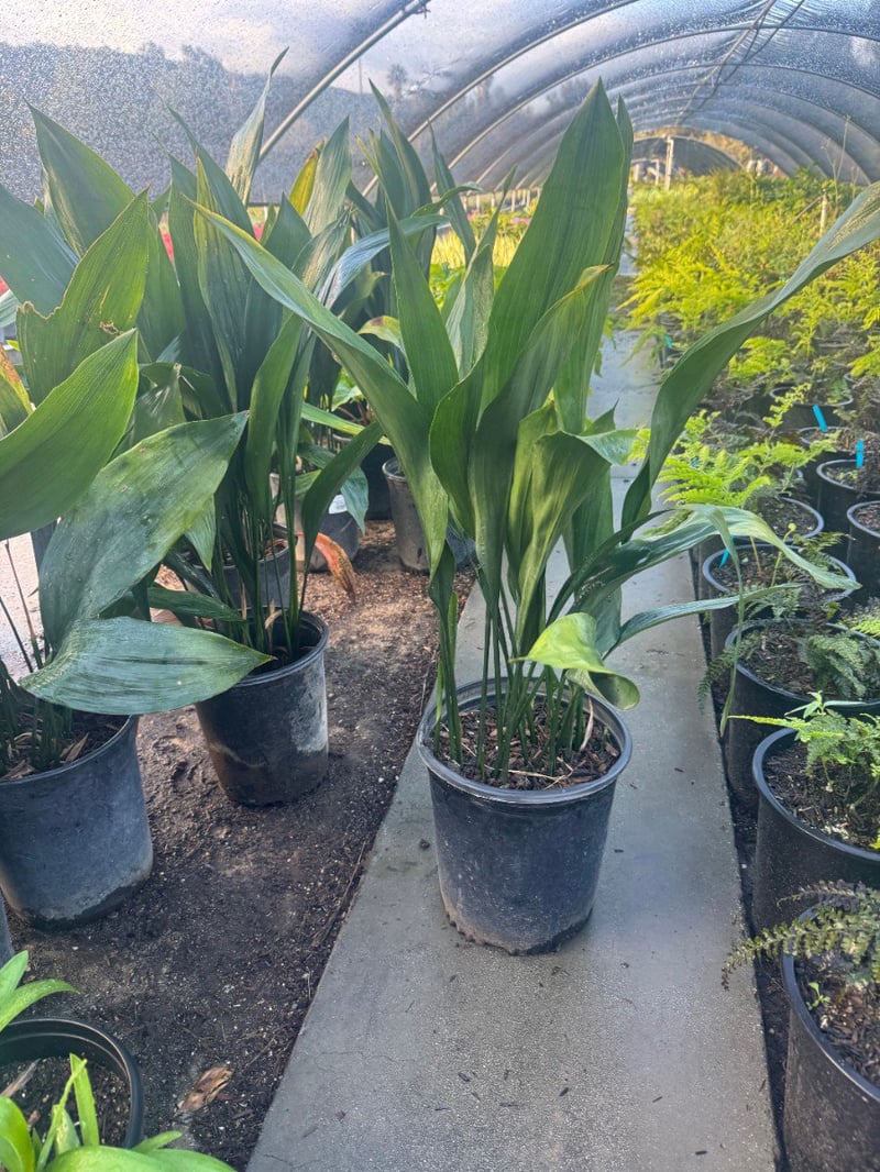 Photo for Aspidistra elatior (Cast Iron Plant)