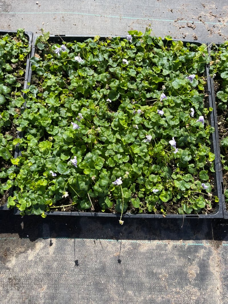 Photo for Viola hederacea (Trailing Violet)