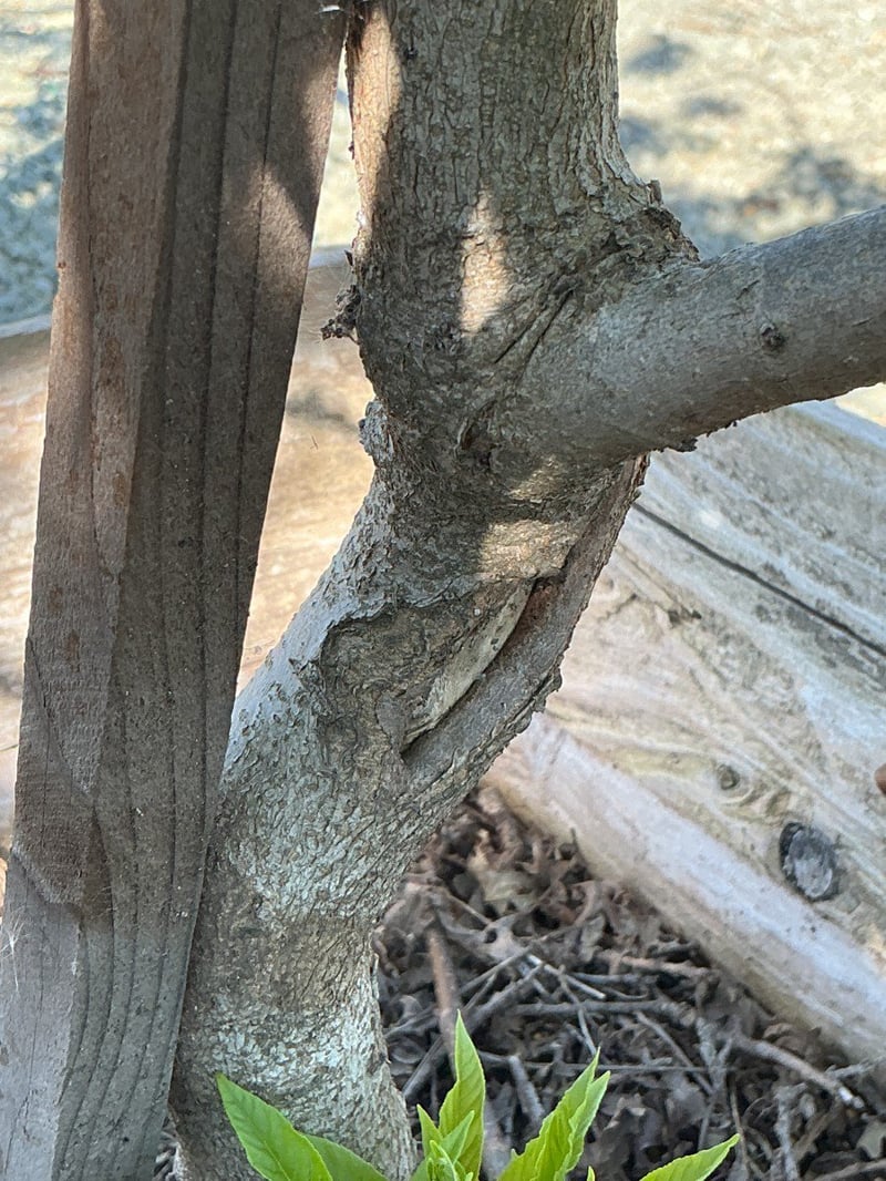 Photo for Aesculus californica (California Buckeye)