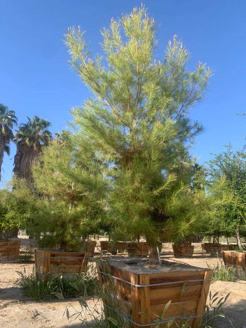Photo for Pinus halepensis (Aleppo Pine)