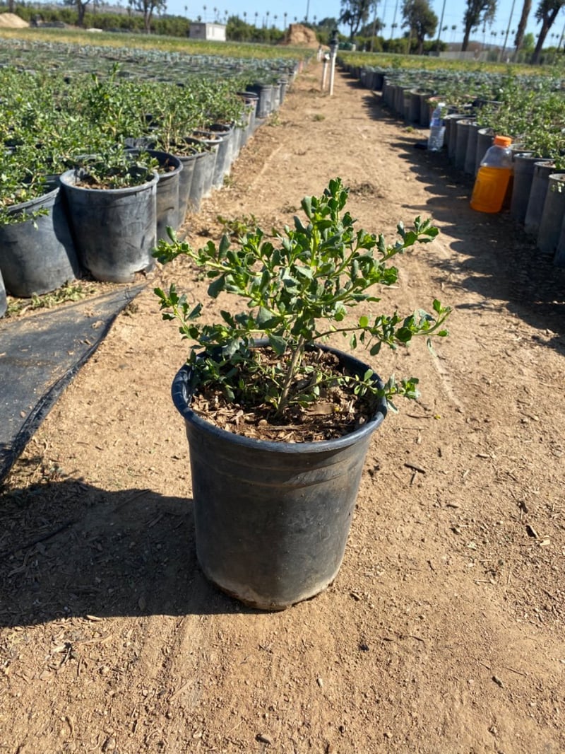 Photo for Baccharis pilularis 'Twin Peaks' (Dwarf Coyote Brush)