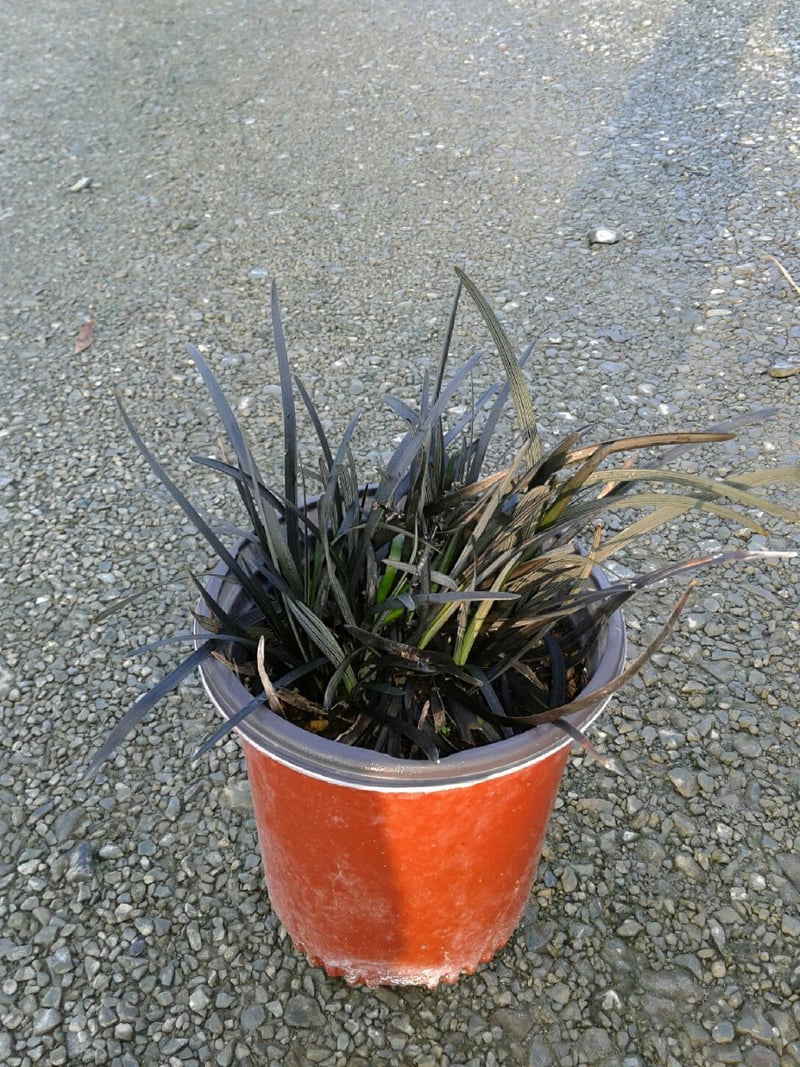 Photo for Ophiopogon planiscapus (Black Mondo Grass)