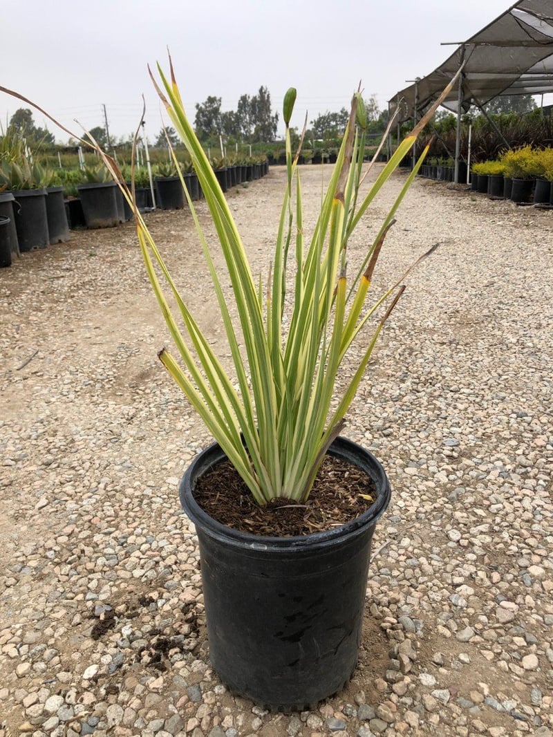 Photo for Dietes grandiflora 'Variegata' (Striped Fortnight Lily)
