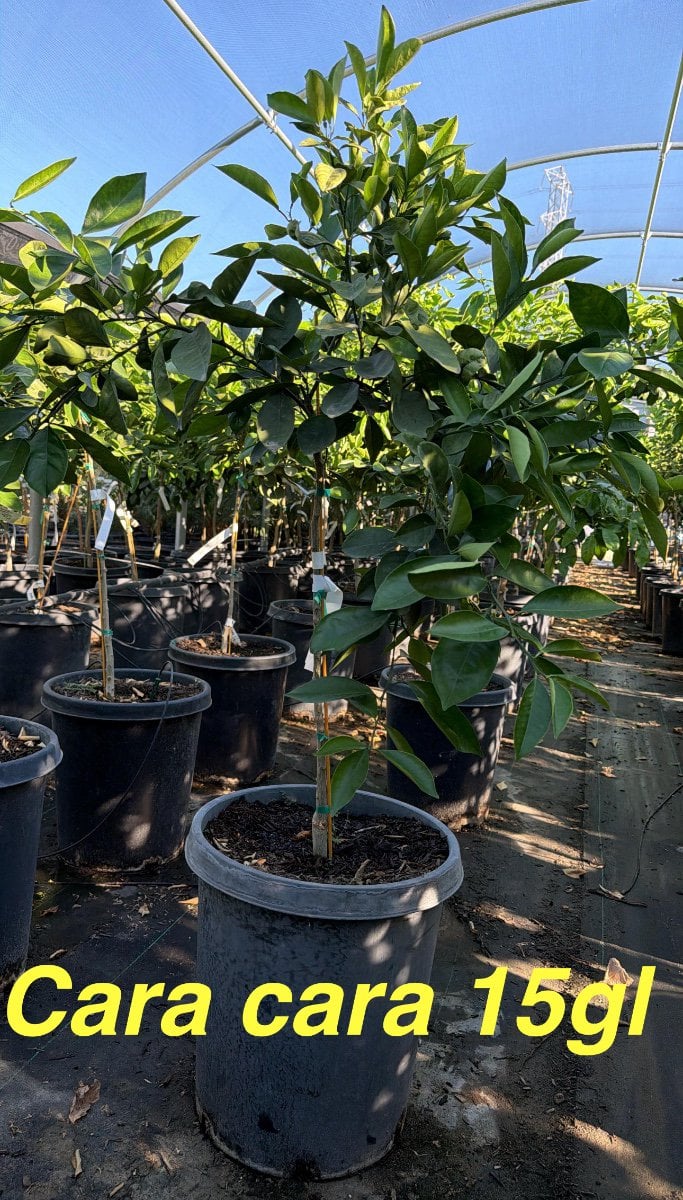 Photo for Citrus sinensis 'Cara Cara' (Cara Cara Pink Navel Orange)