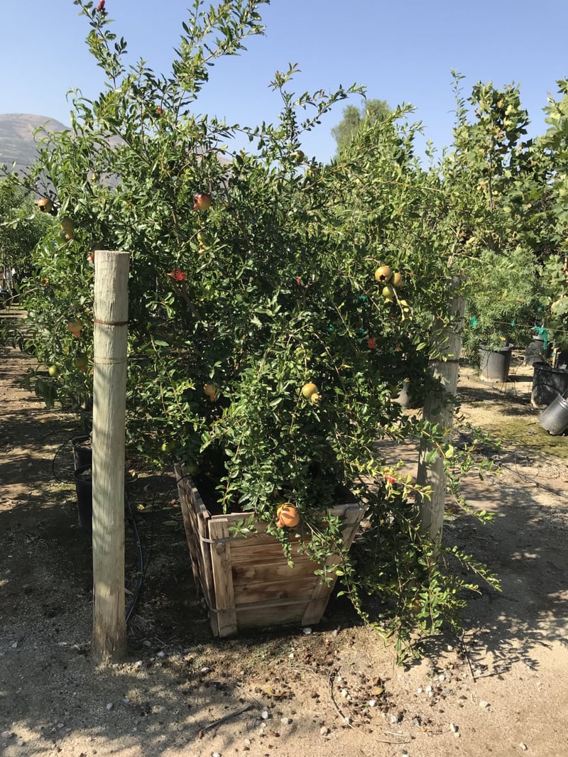 Photo for Punica granatum 'Wonderful' (Wonderful Fruiting Pomegranate)