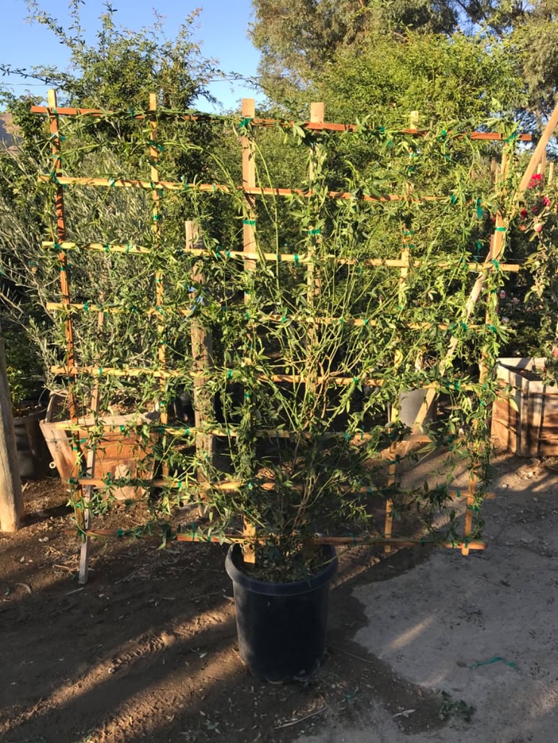 Photo for Rosa banksiae 'Alba Plena' (Espalier) (White Lady Banks Climbing Rose)