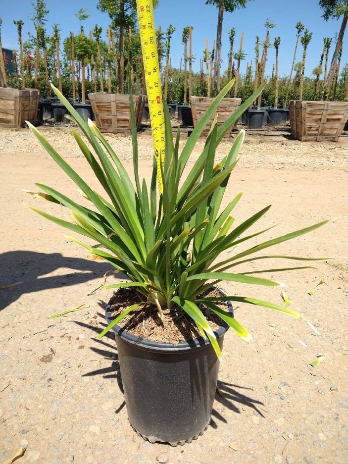 Photo for Agapanthus africanus (Lily of the Nile)