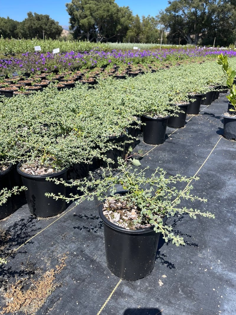 Photo for Baccharis pilularis 'Pigeon Point' (Pigeon Point Dwarf Coyote Brush)