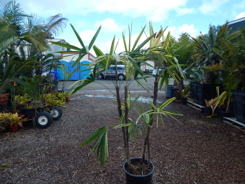 Photo for Rhapis excelsa 'Variegata' (Multi) (Variegata Lady Palm)