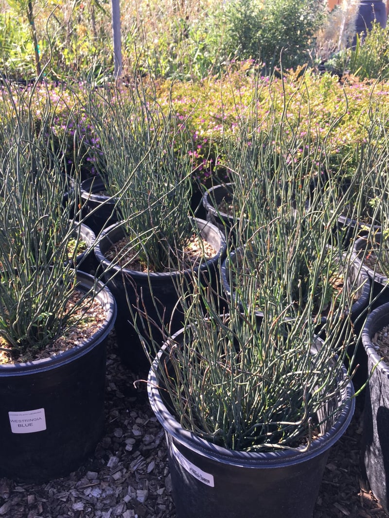 Photo for Chondropetalum tectorum (Small Cape Rush)