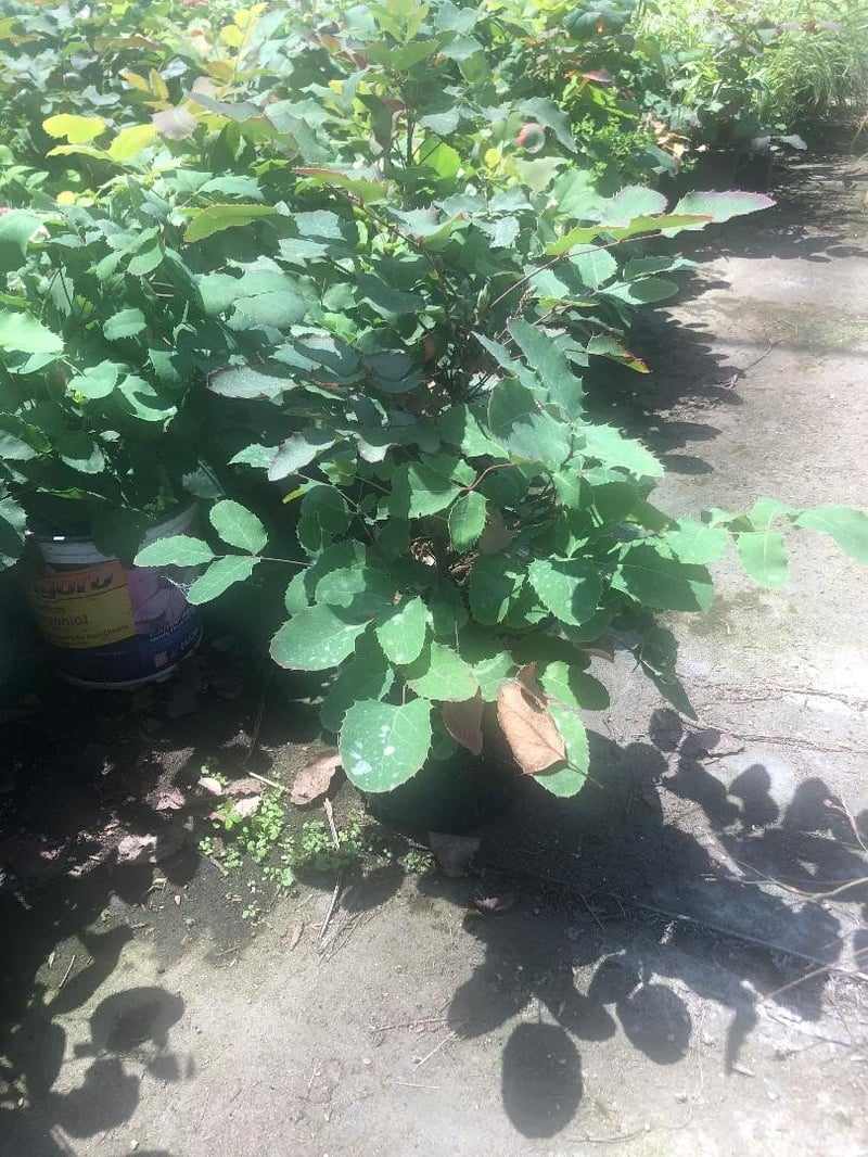 Photo for Mahonia repens (Creeping Mahonia)