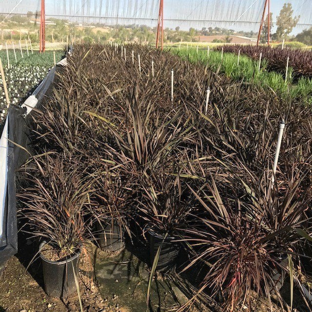Photo for Phormium tenax 'Atropurpureum' (Bronze Flax)