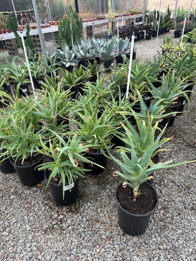 Photo for Aloe arborescens (Torch Aloe)