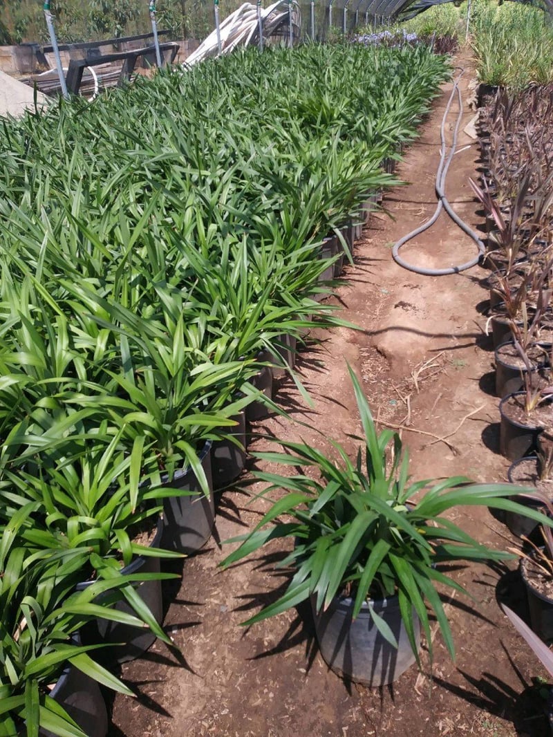 Photo for Dianella tasmanica (Tasman Flax Lily)