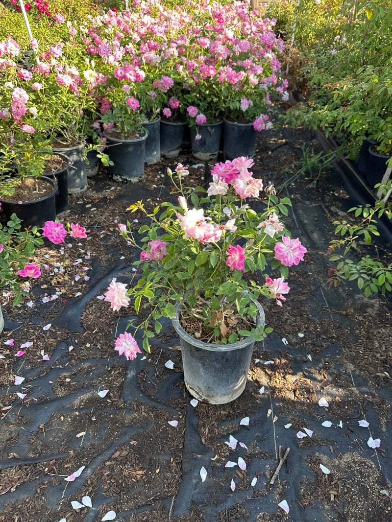Photo for Rosa 'Iceberg' (Pink) (Pink Iceberg Rose)