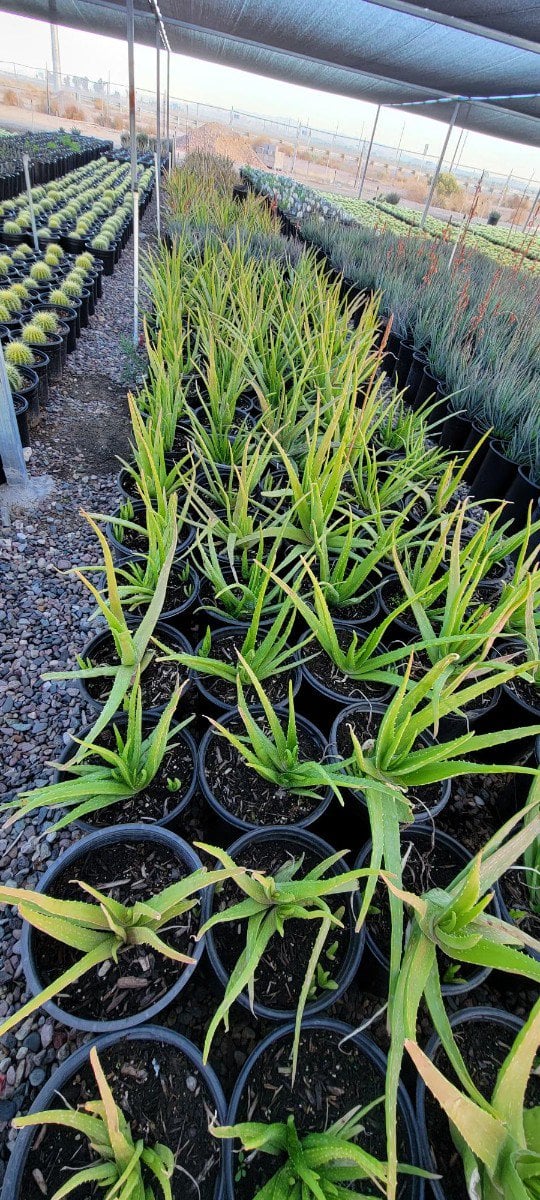Photo for Aloe barbadensis (Medicinal Aloe Vera)