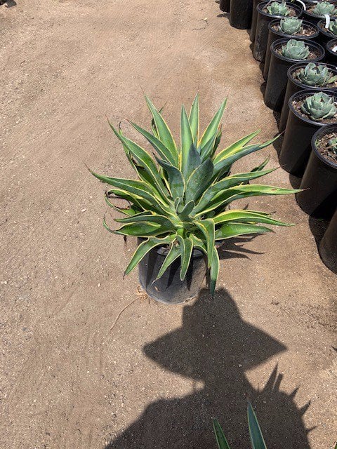 Photo for Agave desmetiana 'Variegata' (Variegated Smooth Agave)
