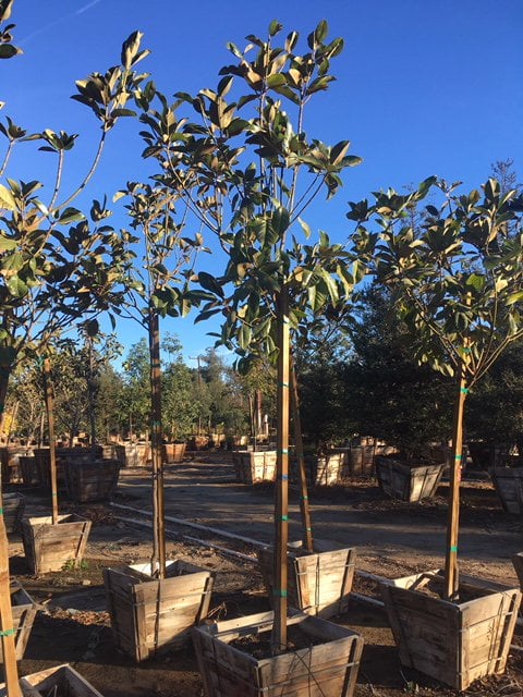 Photo for Magnolia grandiflora 'Monlia' (Majestic Beauty Southern Magnolia)