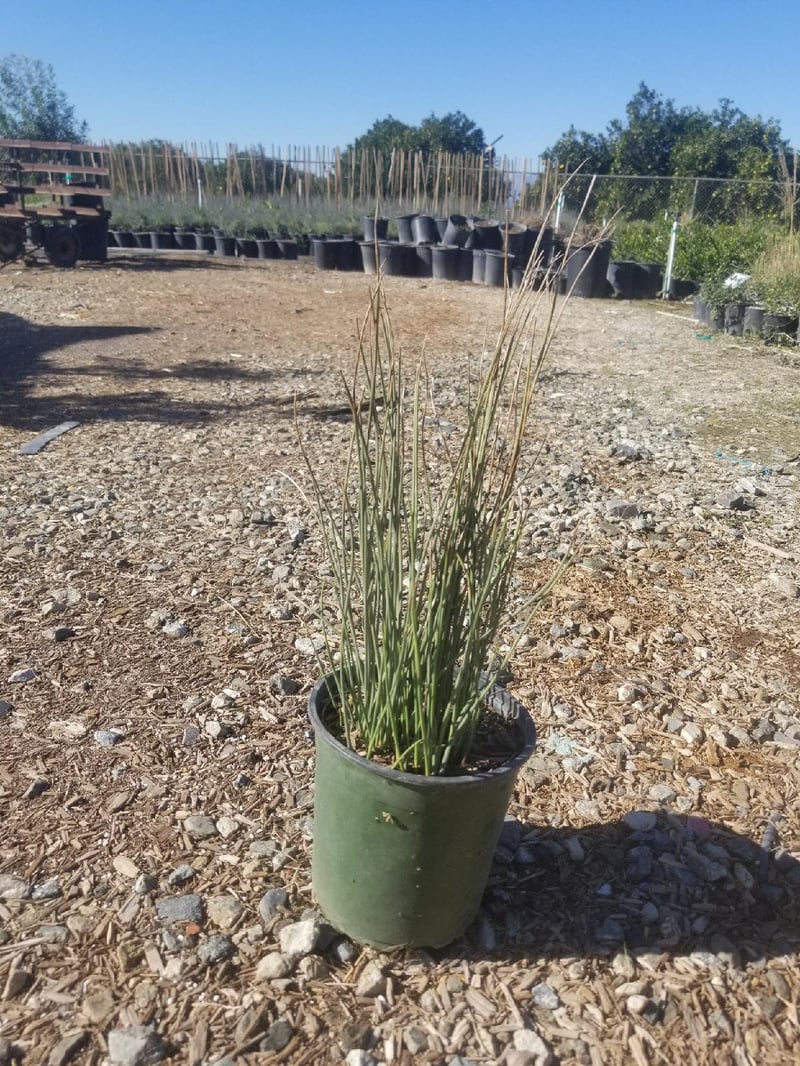 Photo for Juncus patens (California Grey Rush)
