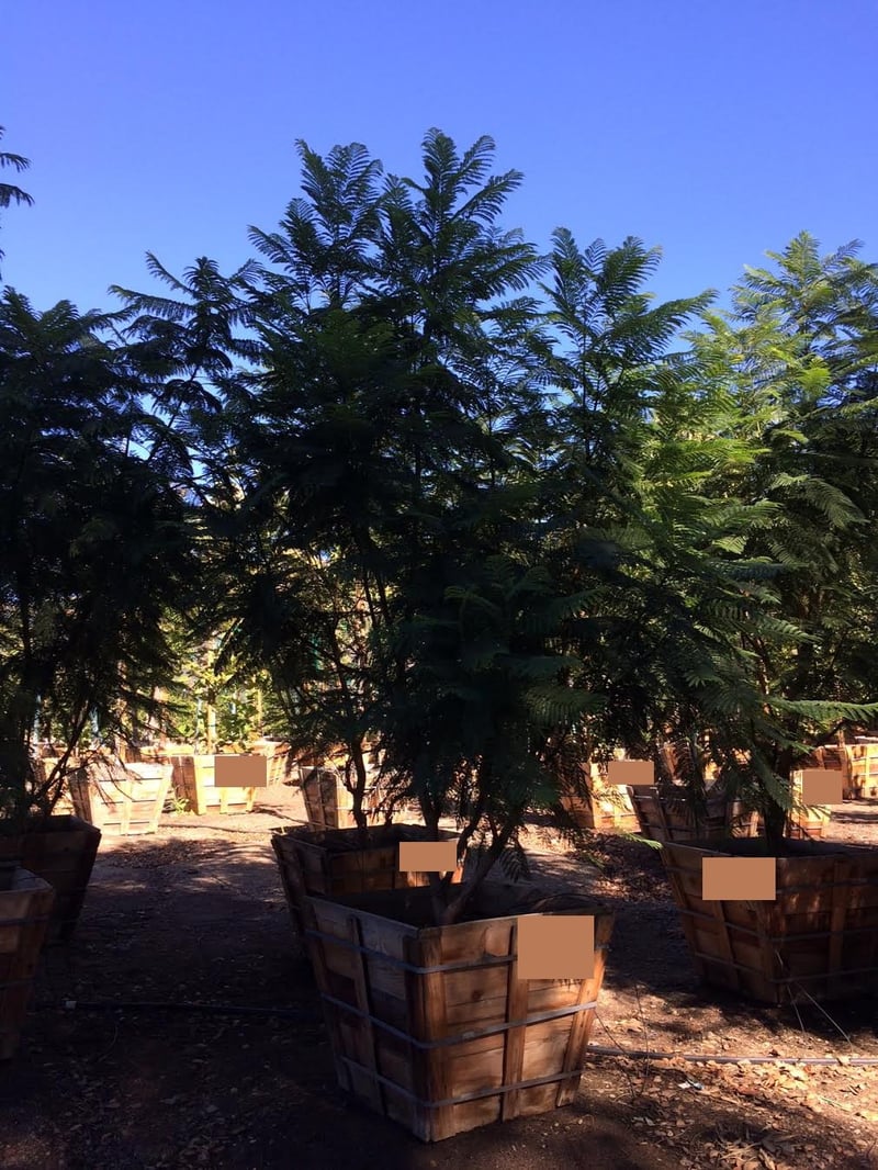 Photo for Jacaranda mimosifolia (Multi) (Jacaranda)