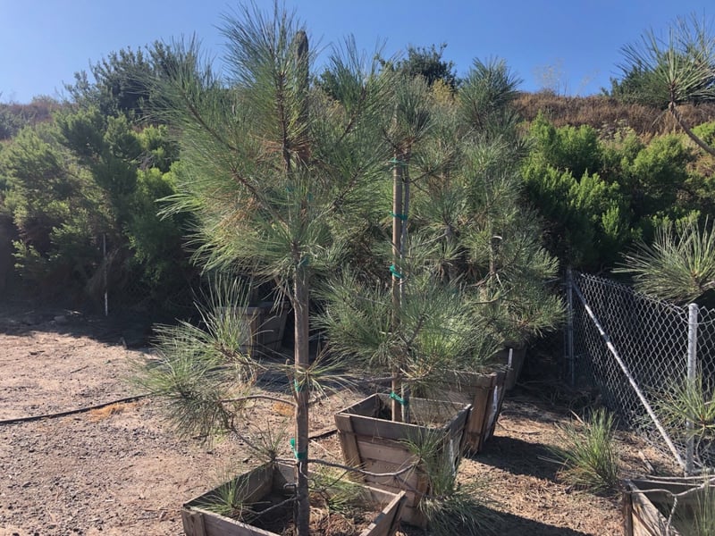 Photo for Pinus torreyana (Low Branching) (Torrey Pine)