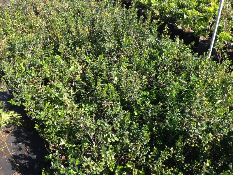 Photo for Myrtus communis (True Myrtle)