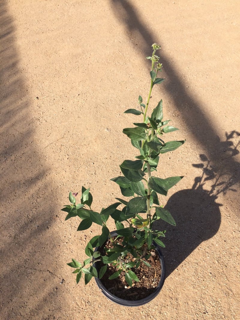 Photo for Encelia californica (Coast Sunflower)