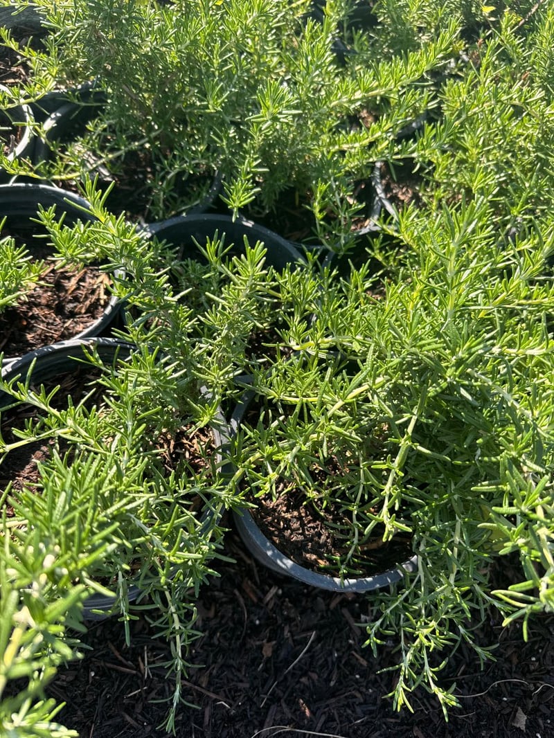 Photo for Rosmarinus officinalis 'Prostratus' (Trailing Rosemary)