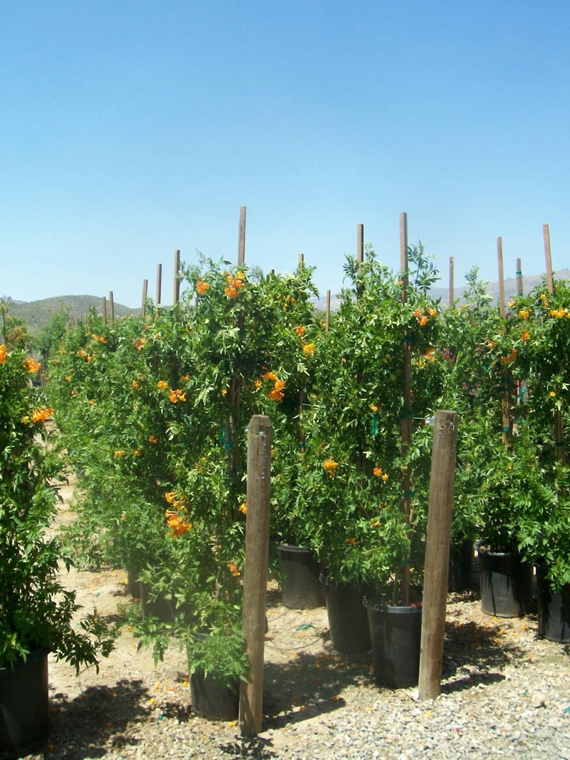 Photo for Tecoma x alata 'Orange Jubilee' (Orange Jubilee)
