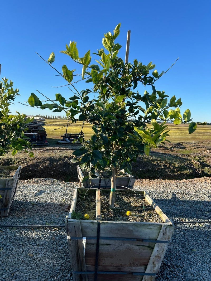 Photo for Citrus aurantifolia 'Bearss' Seedless (Seedless Bearss Lime)