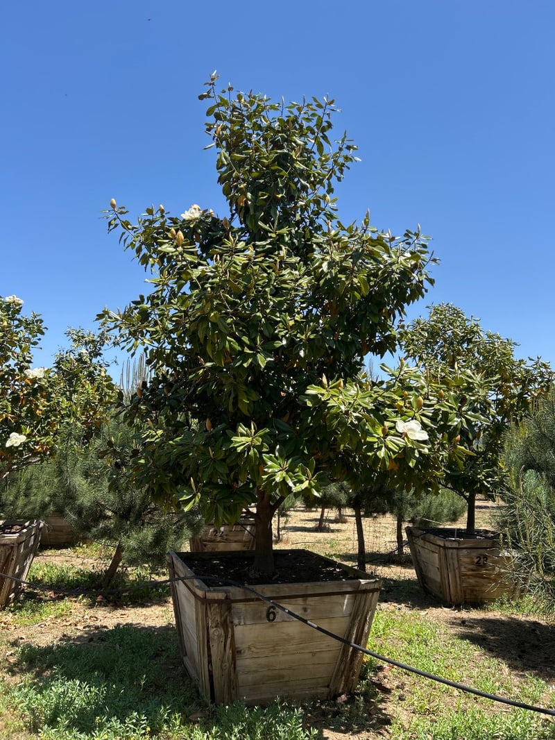 Photo for Magnolia grandiflora (Southern Magnolia)