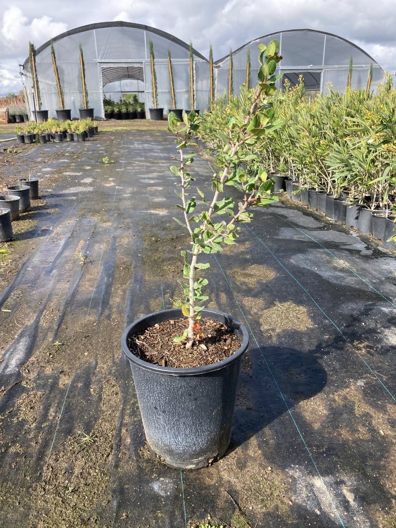 Photo for Rhus integrifolia (Lemonade Berry)