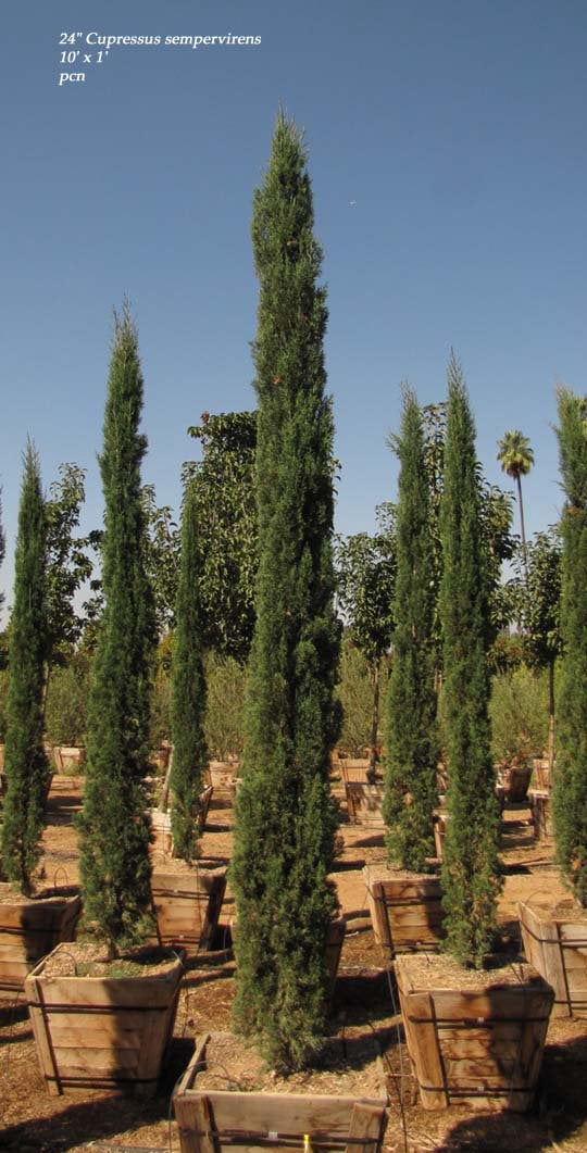 Photo for Cupressus sempervirens 'Glauca' (Blue Italian Cypress)